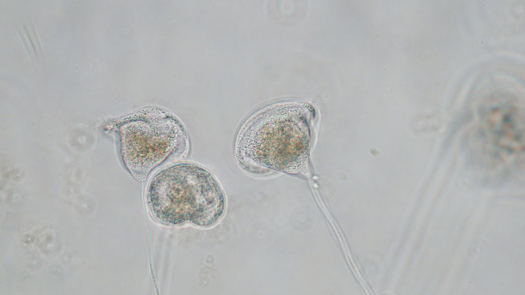 Microorganisms In Pond Water Under Microscope