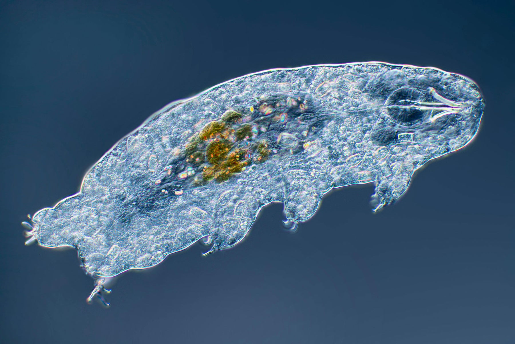 Looking At Tardigrades water Bears Under The Microscope Microscopes Looking At Tardigrades water Bears Under The Microscope Microscopes