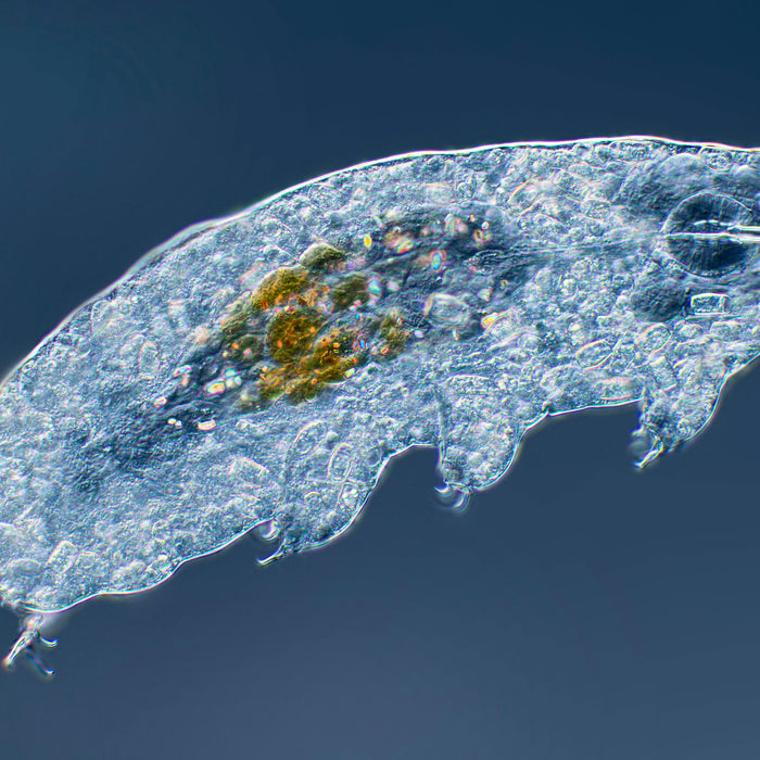 Looking at tardigrades (water bears) under the microscope
