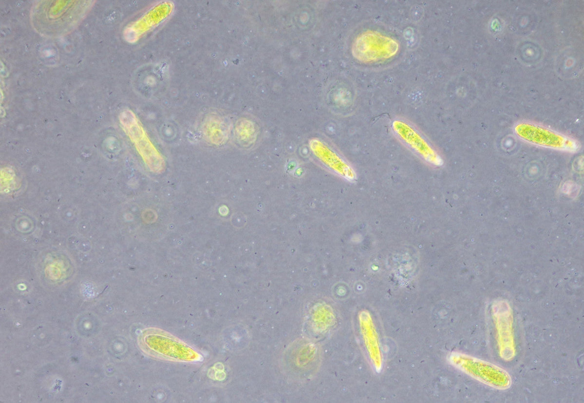 Bacteria under the microscope: a closer look — Microscopes.com.au