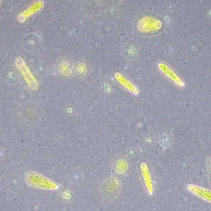 Bacteria under the microscope: a closer look