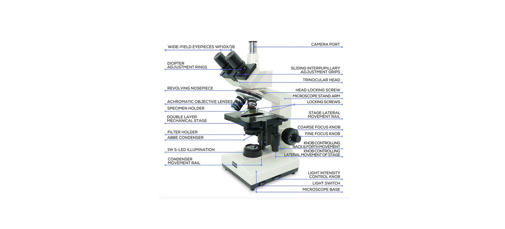 Microscope Parts Labeled