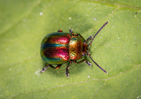 Entomology Microscope to study insects buying advice.