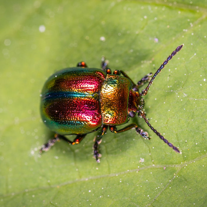 Entomology Microscope to study insects buying advice.