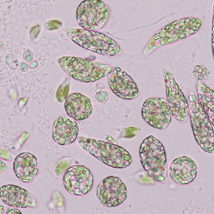 What types of microbes might you see under a microscope in compost tea?