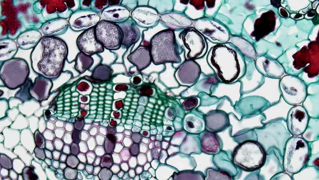 How to capture images with your microscope camera — Microscopes.com.au