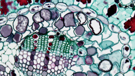 How to capture images with your microscope camera