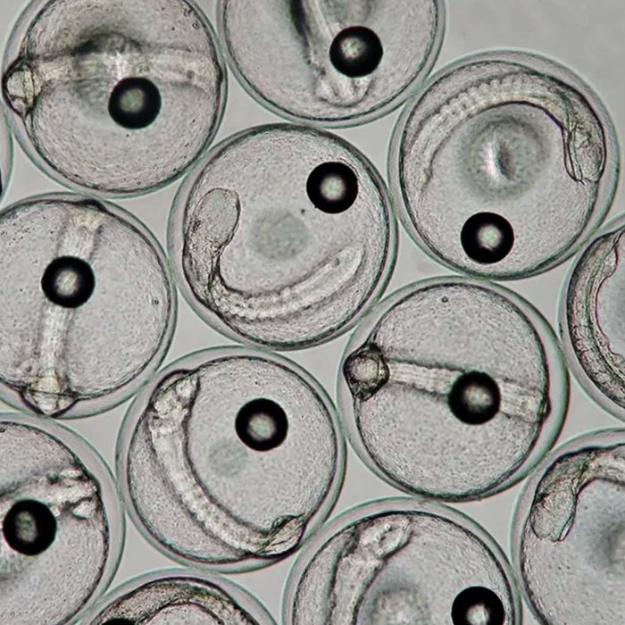 Do I need a phase contrast microscope?