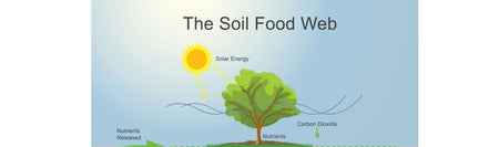 What is the soil food web?