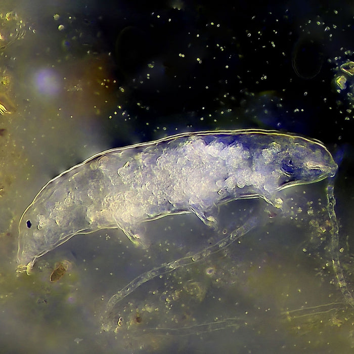 How and where to find tardigrades