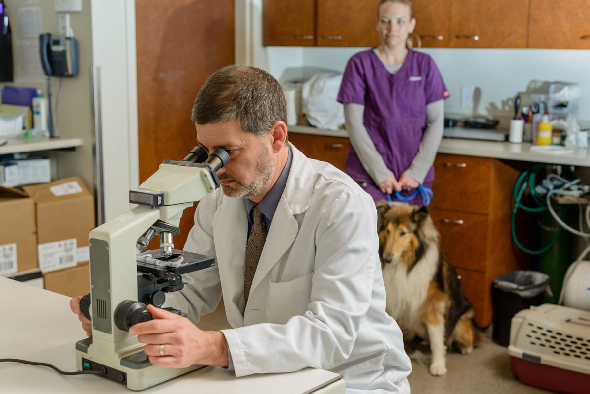 What Is the Best Microscope for a Vet — Microscopes.com.au