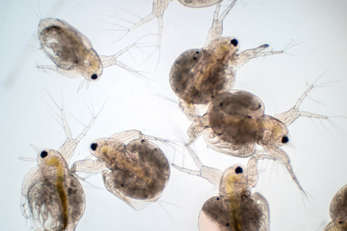 Water Fly Microscope Water Flea Under Microscope