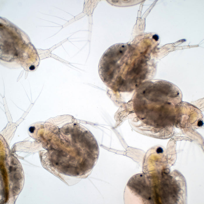 How to look at pond water with a microscope