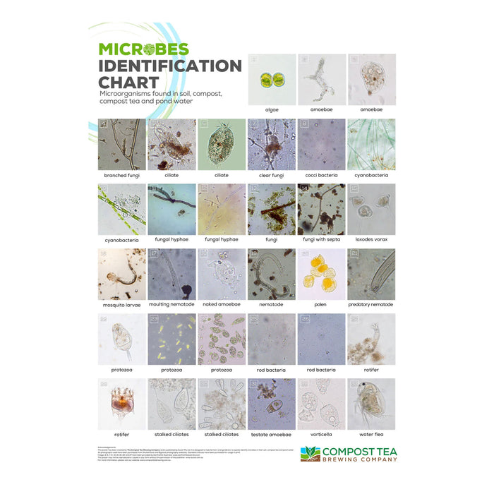 LAMINATED Microbes Identification Poster