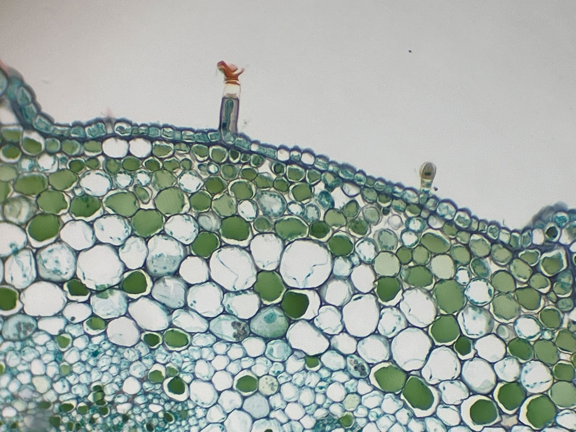 Microscope Smartphone Camera Eyepiece Adapter — Microscopes.com.au