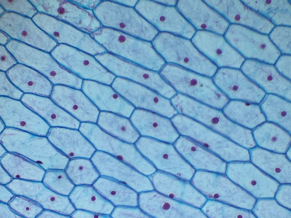 Microscope Smartphone Camera Eyepiece Adapter