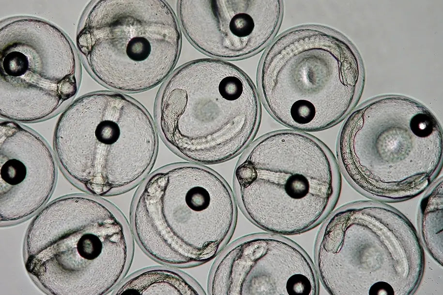 Identifying the microscopic quickly and accurately all depends on you having the right microscope and tools on hand.
