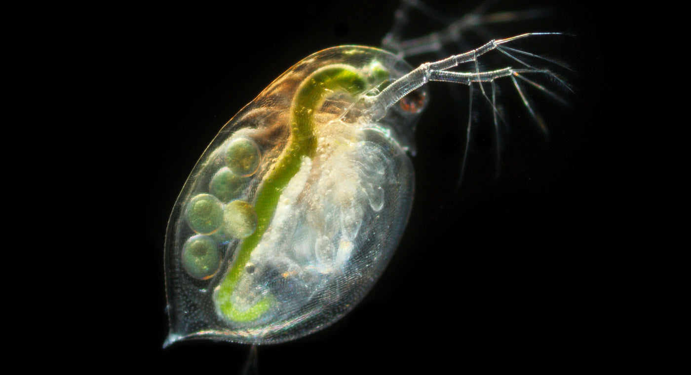 Water Fly Microscope Microscopes Australia — Microscopes.com.au