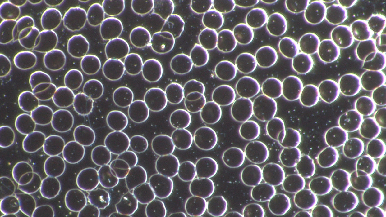 Professional Live Blood Analysis Microscope
