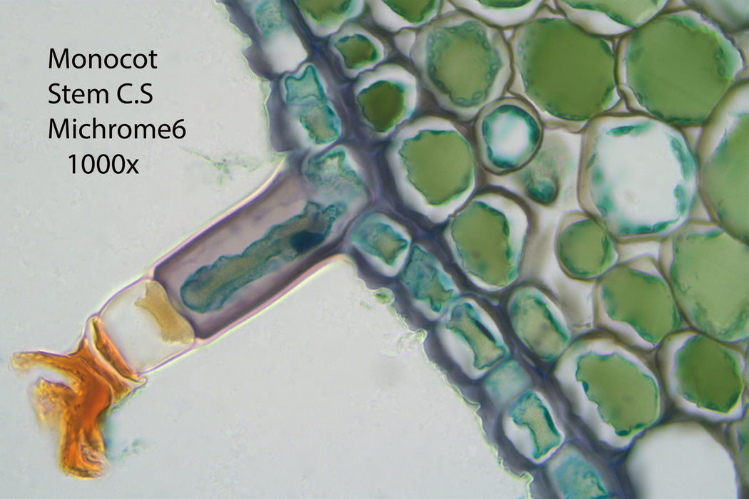 Nikon Eclipse Ei Trinocular Microscope Bundle