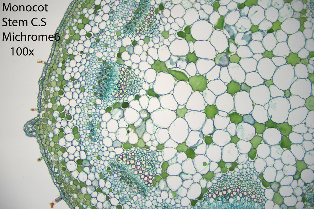 Nikon Eclipse Ei Trinocular Microscope Bundle