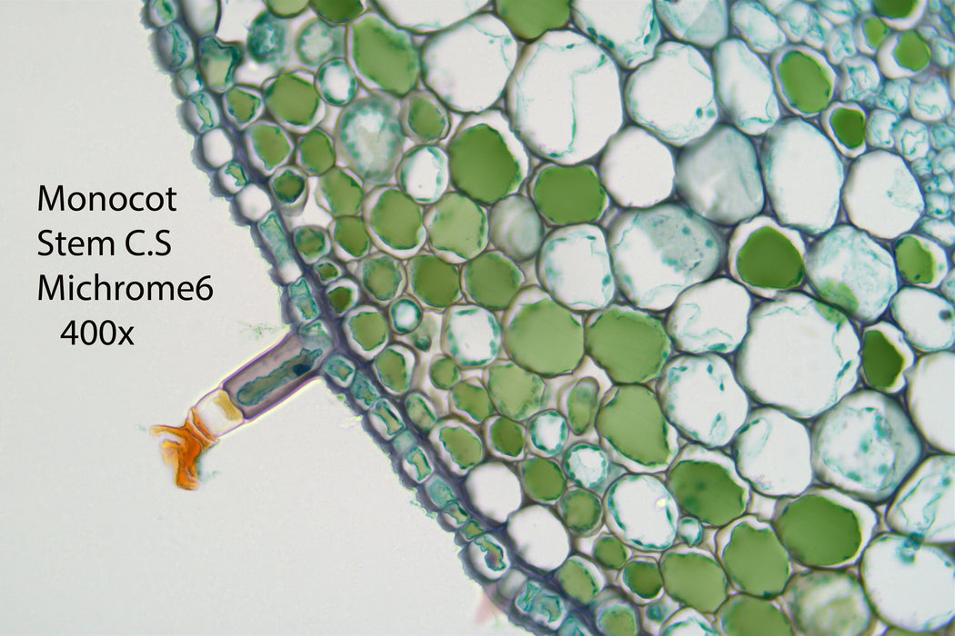 Nikon Eclipse Ei Trinocular Microscope Bundle