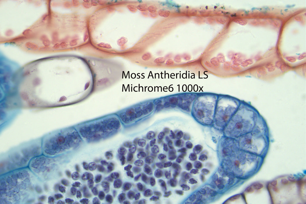 Nikon Eclipse Ei Trinocular Microscope Bundle