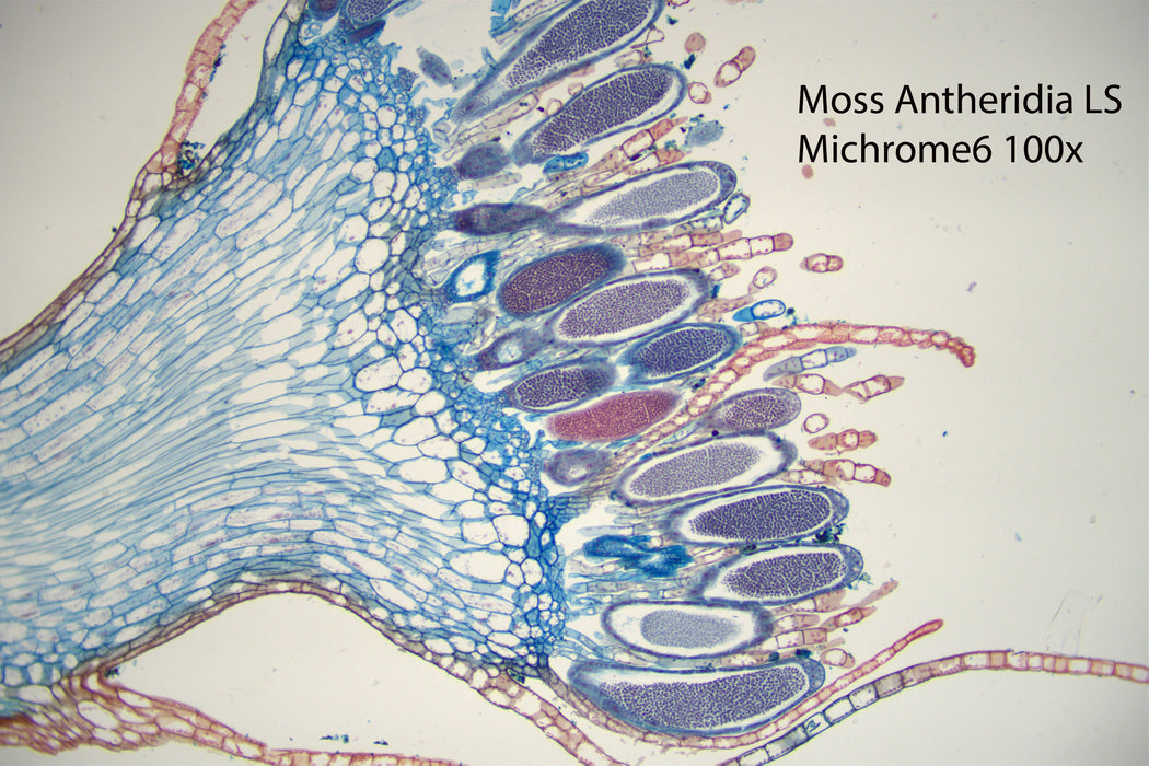 Nikon Eclipse Ei Trinocular Microscope Bundle