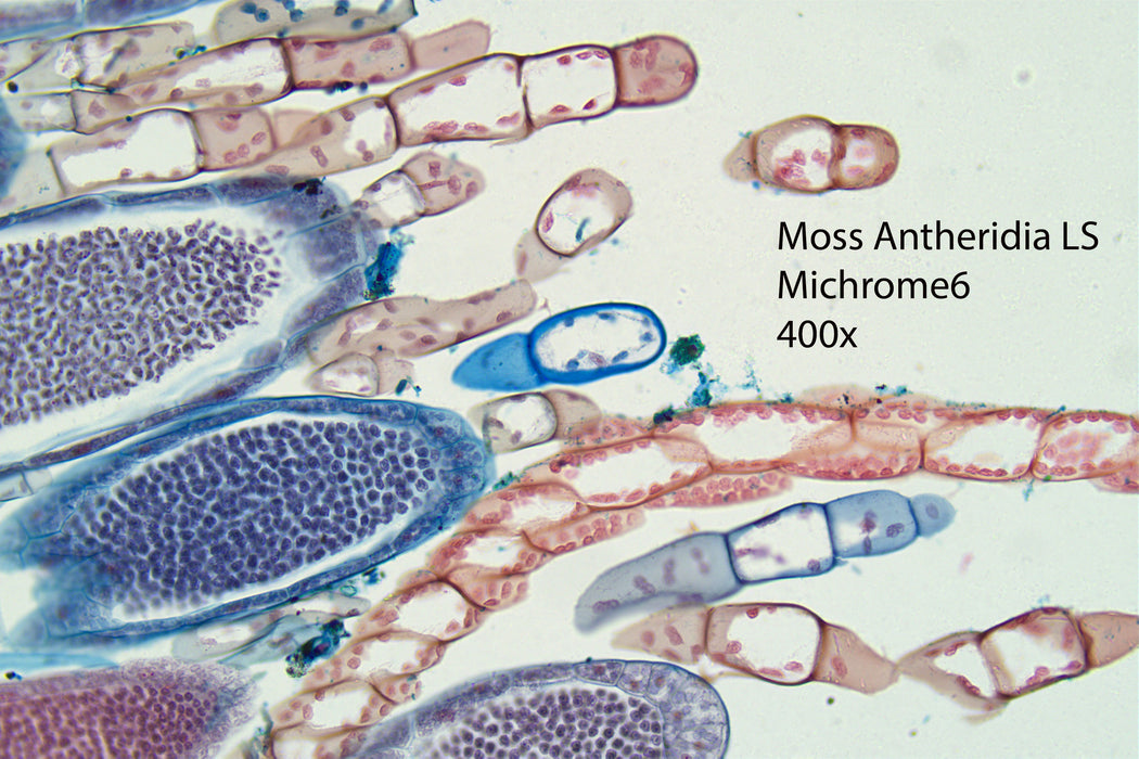 Nikon Eclipse Ei Trinocular Microscope Bundle