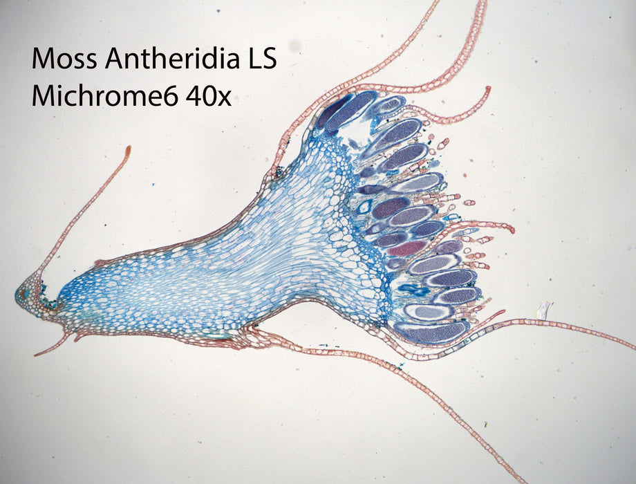 Nikon Eclipse Ei Trinocular Microscope Bundle