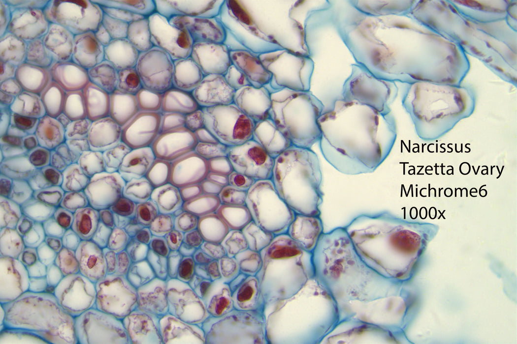 Nikon Eclipse Ei Trinocular Microscope Bundle