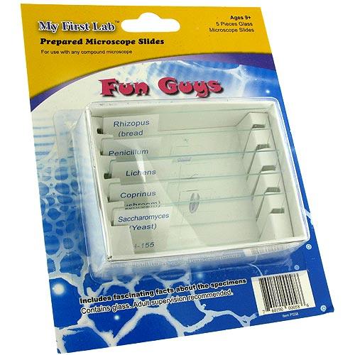 Prepared Slides Set B