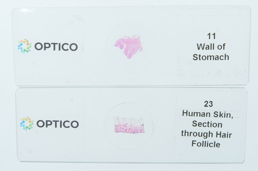 Histology Prepared Glass Microscope Slides Set of 30