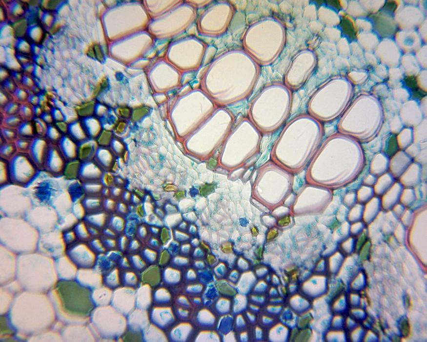 Optico DM130B Digital Biological Microscope