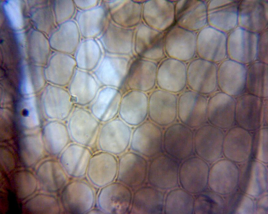 Optico DM130M Digital Biological Microscope
