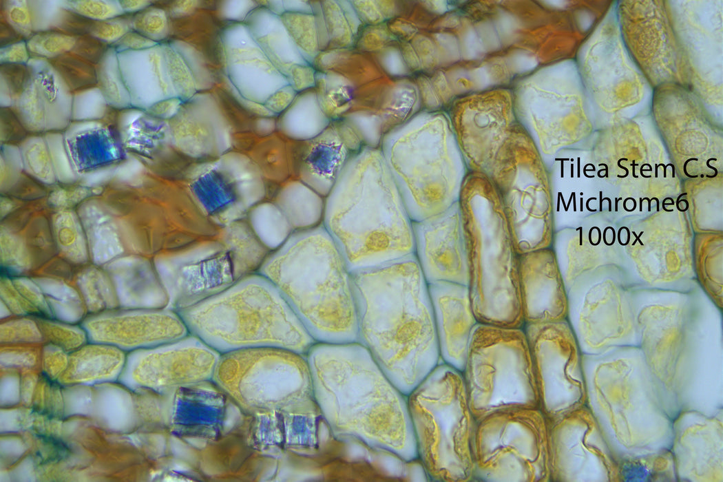 Nikon Eclipse Ei Trinocular Microscope Bundle