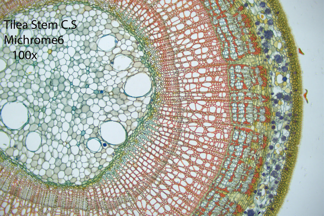 Nikon Eclipse Ei Trinocular Microscope Bundle