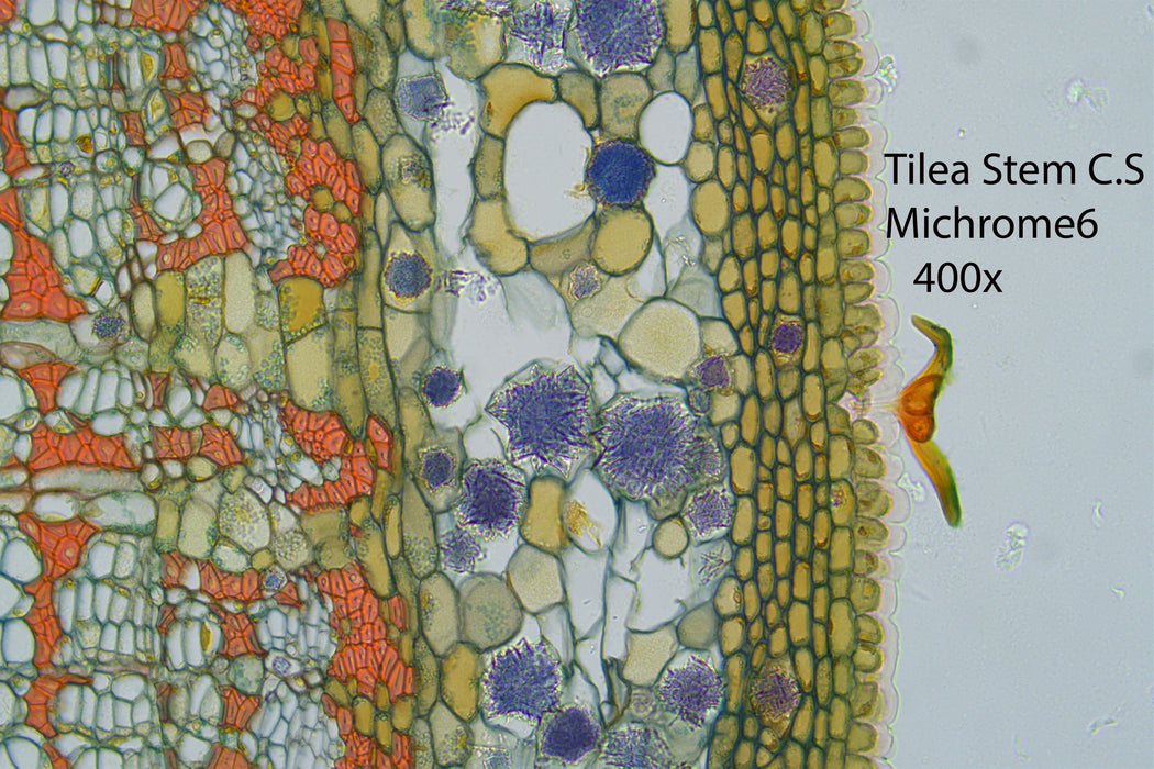 Nikon Eclipse Ei Trinocular Microscope Bundle