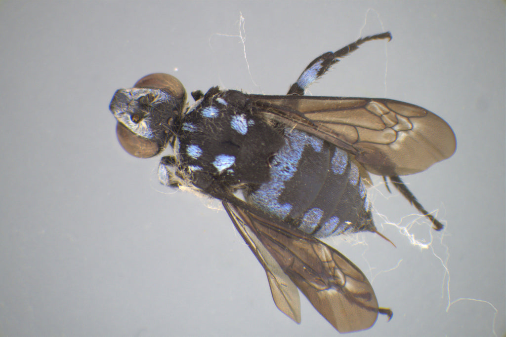 Michrome6 Professional Digital Microscope Camera — Microscopes.com.au